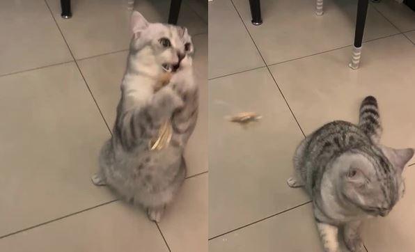 主人镭射笔兴奋逗猫全程自嗨，猫咪不动如山，转身用屁股无声嘲讽