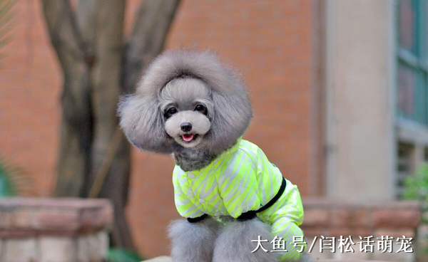 如何确定宠物的年龄状况？重要的是观察，以下几个方面你需要注意