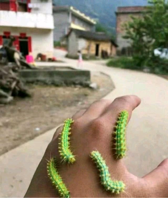 长大后是美丽的飞虫，幼虫让人头皮发麻，夏天最容易中招