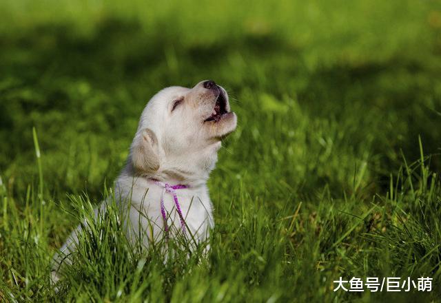 狗狗需要运动的六个标志，及早察觉还有助于防止狗狗拆家