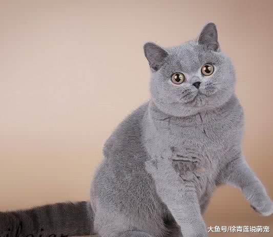 南方猫咪第一次体验到地暖，仿佛打开了新世界，一晚上都是这表情