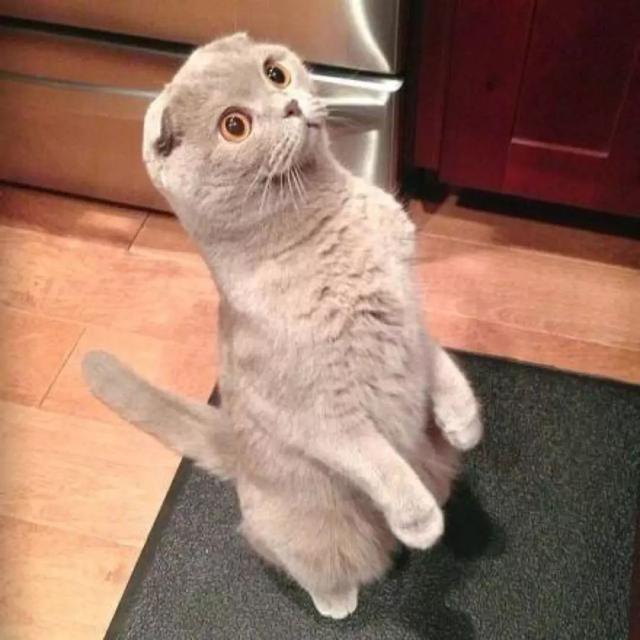 折耳貓缺乏正規繁育，母體對軟骨病并無影響，購貓謹防商家新騙局