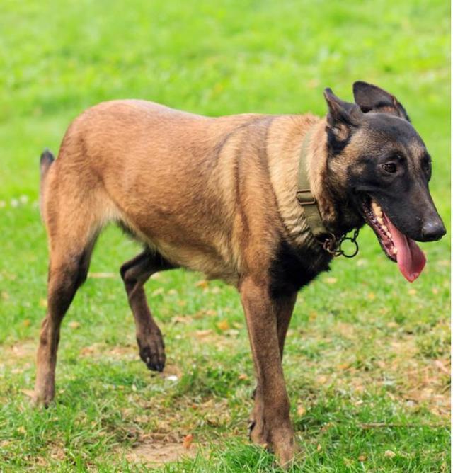 为什么越来越多人喜欢马犬? 原因有5个