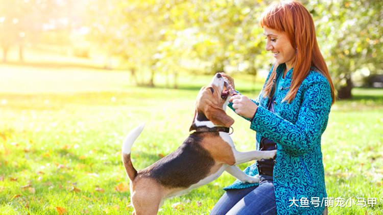养狗要慎重，还需考虑家人的感受