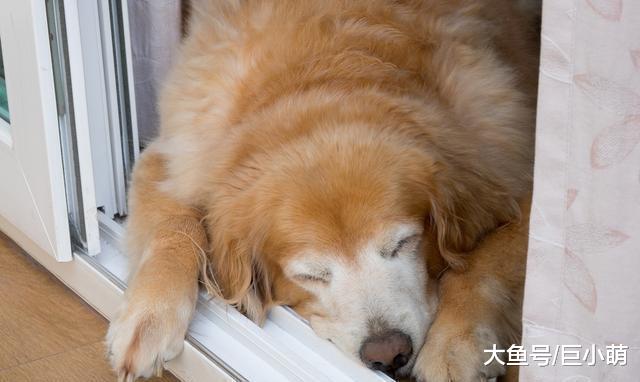9种容易患关节炎的狗，可能是遗传问题，主人要注意检查