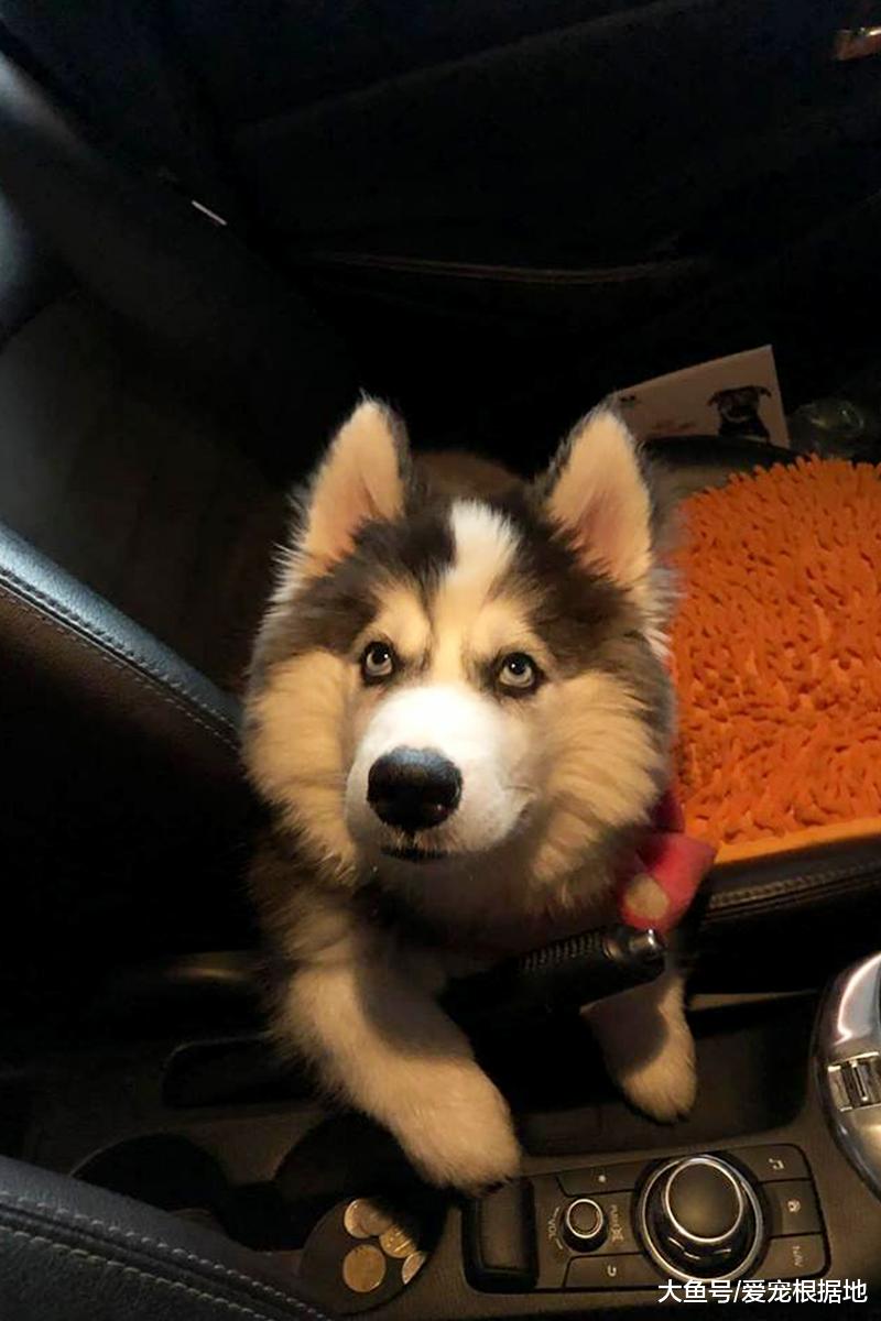 二哈拆家被主人逮个正着，看到它嘴里的东西，主人直接崩溃了