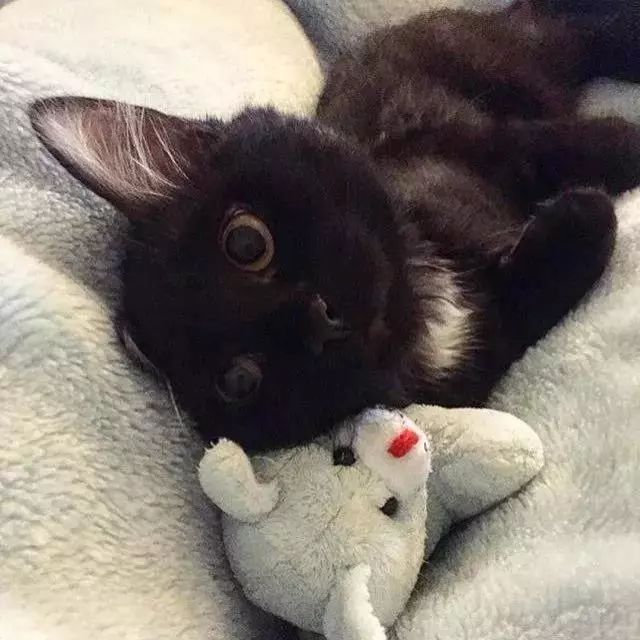 因为特殊的毛色才领养了它，谁知渐渐变的。。