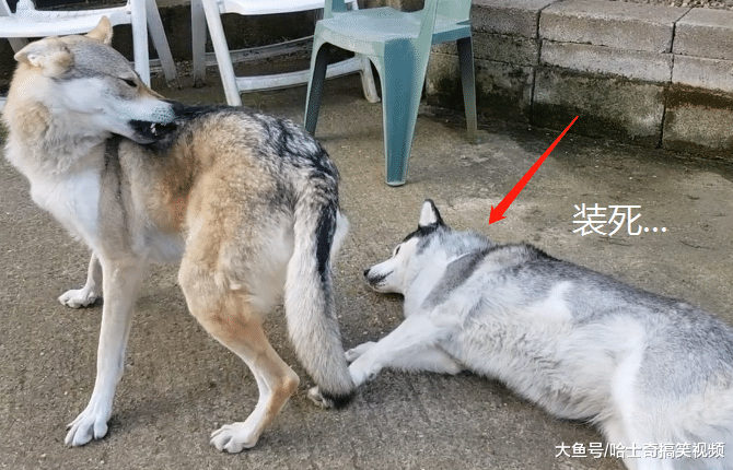 网友错把狼犬当哈士奇，还把它们养一起，结果二哈悲剧了