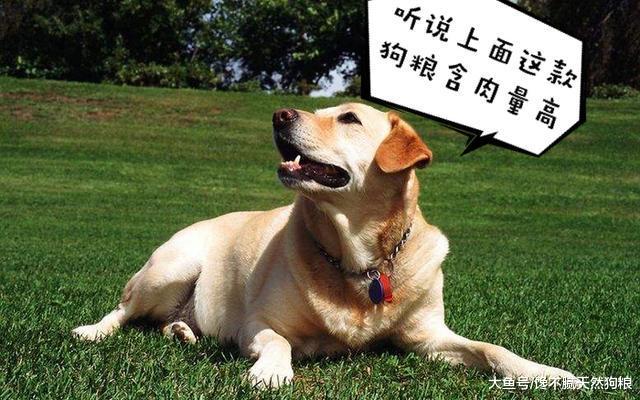 狼青犬的魅力, 养了才知道, 那是无法超越的霸气!