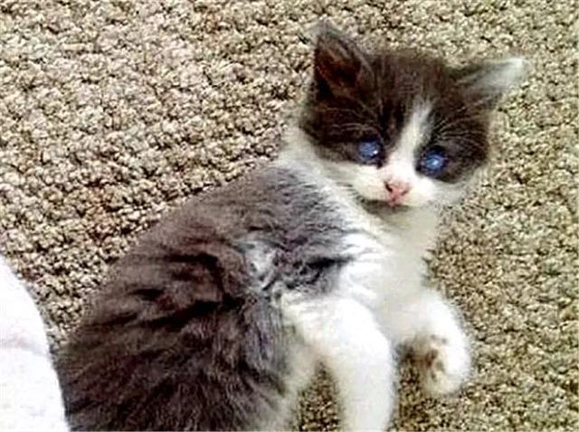 猫咪出生后被抛弃，只因先天眼疾，却因此遇到善良主人