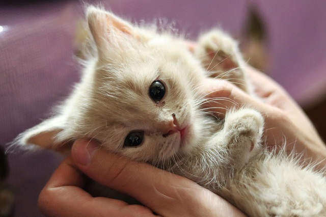 第一次养猫，要注意小猫的安全，更要注意家里小孩的安全