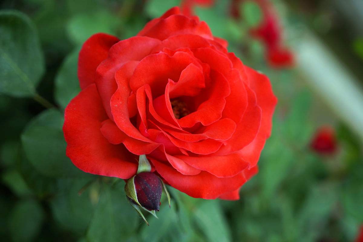 盆栽的小月季生长是比较慢的，简单给大家分析一下个人的一些养护的经验