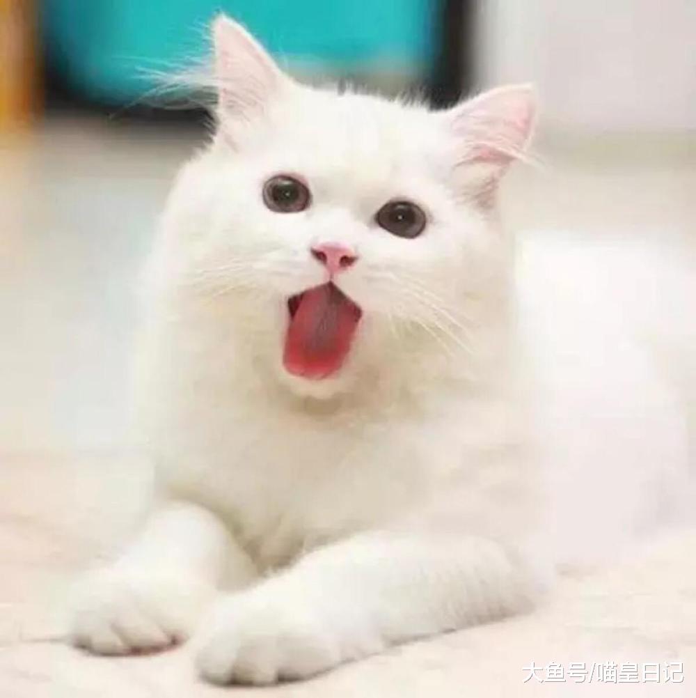 養貓小課堂：春節期間，你的年夜飯中有哪些食物不能給寵物吃！