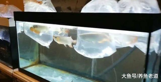 为什么有的观赏鱼需要过温过水，有的到家就可以直接往鱼缸里丢？