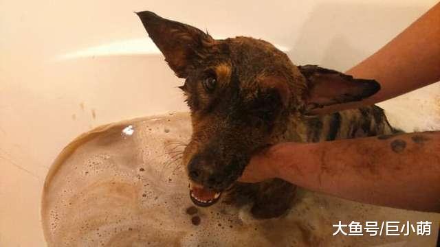 狗狗被沥青粘住暴晒，半边脸差点毁容，多亏了附近的工人