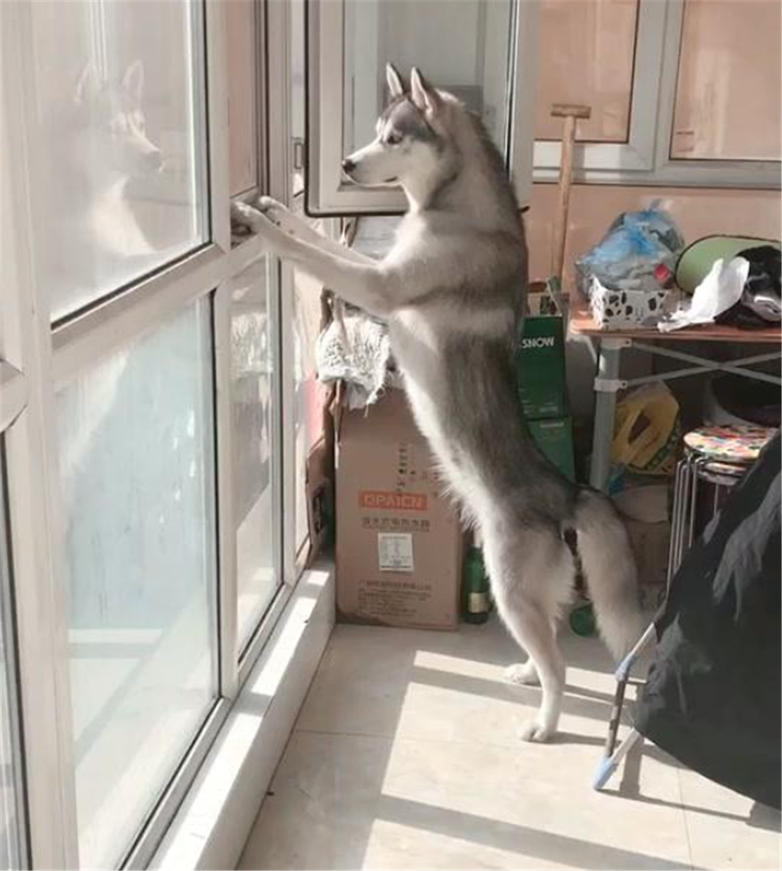 二哈拆家被累懵，躺地上呼呼大睡，狗：我为这个家付出太多……