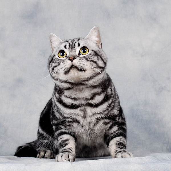 美国短毛猫，你家的长什么样子呢？美短聪明温顺