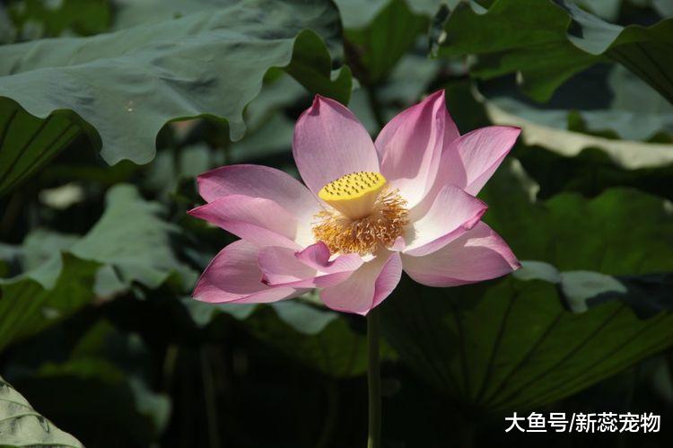 到了10月份，3生肖迎来一波大好运，贵人提拔，迎来大翻身！