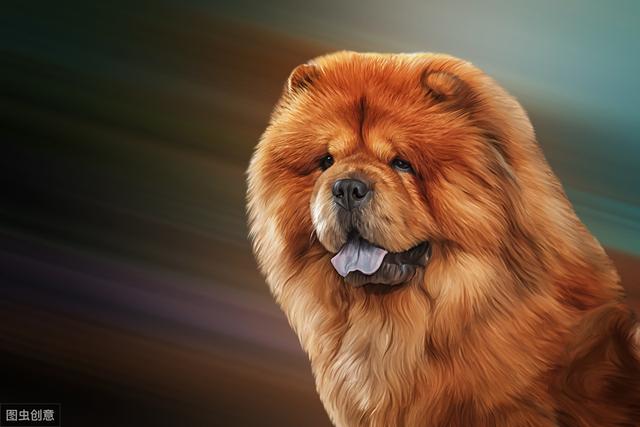 松狮犬很忠诚，饲养的人却很少，原因有7个，体臭只是其中一个