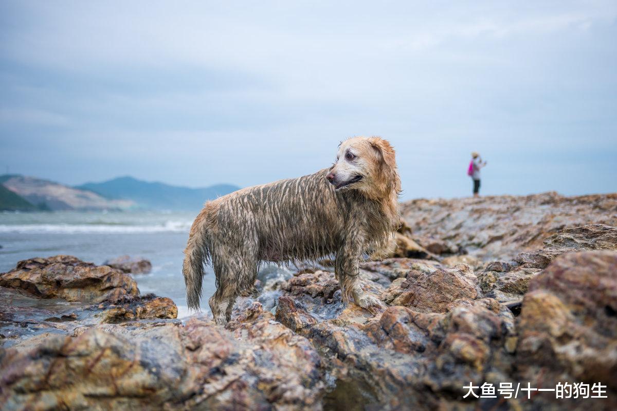 养狗后铲屎官会发生的几大变化, 你中了几招? 还是全中?