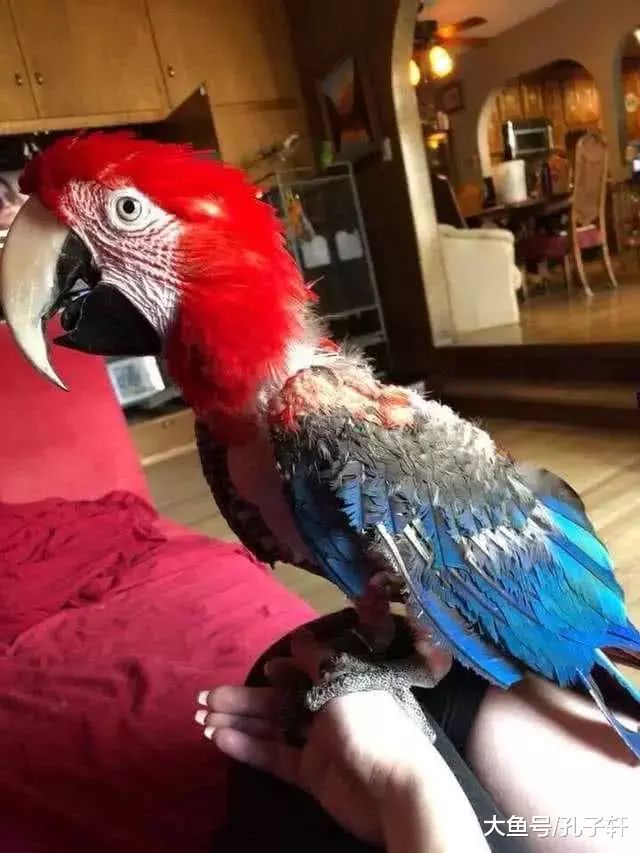 鹦鹉被关地下室15年，仅靠一盘花生活命，被救时已成这个样子