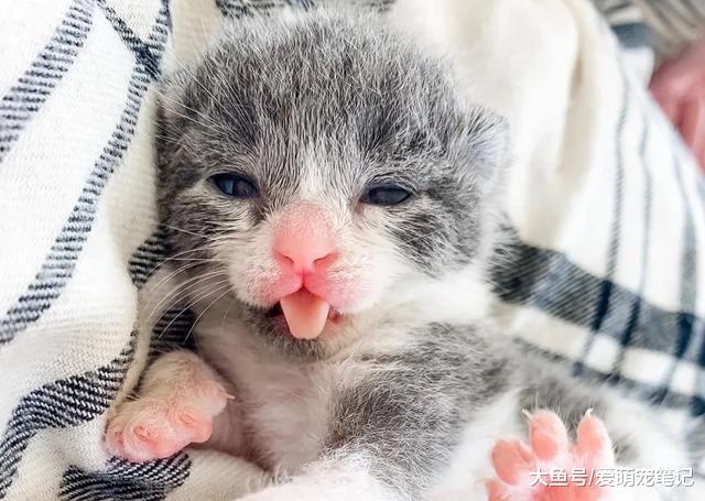 3只狗狗学着主人“照顾”小猫，还主动当起了保镖，喵生真的甜蜜