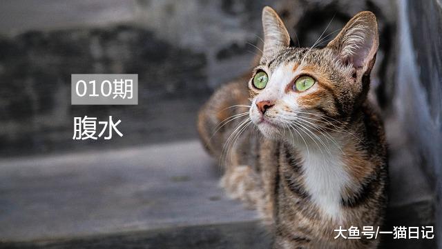 猫腹水不等于“猫传腹”，一篇文章告诉你猫腹水到底是什么