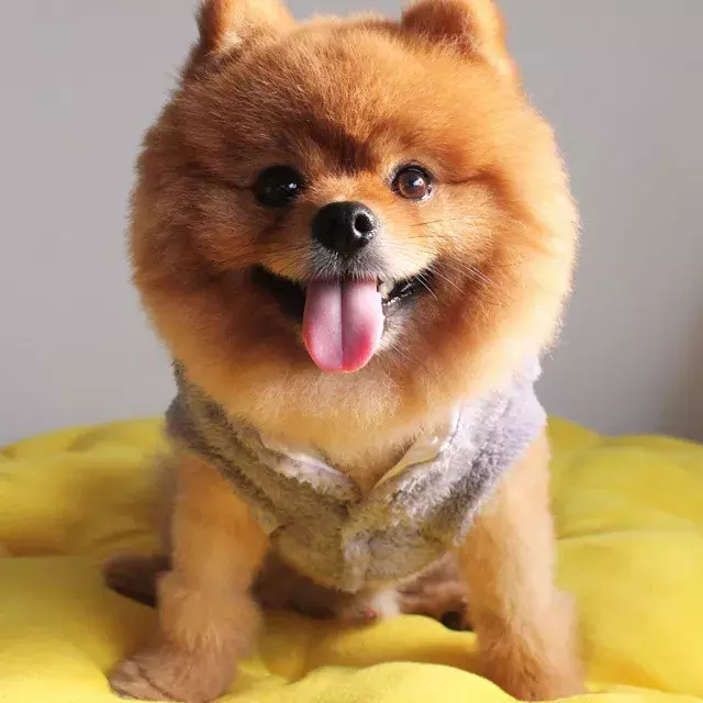 這些蓬松的博美犬，可愛到爆了！