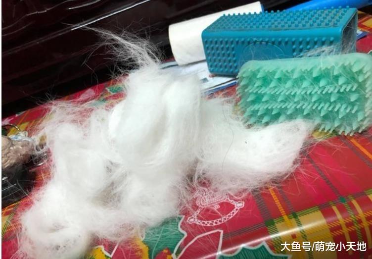 喵皇见天气转凉！贴心把黑T变白毛衣，奴才赞：不用换季啦