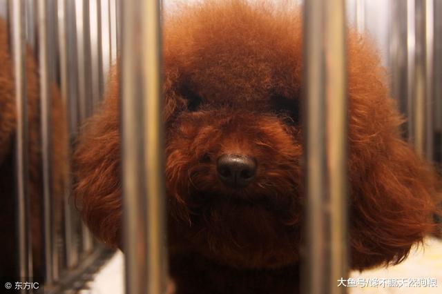 千万不要对泰迪犬做这些事，会让它很伤心的！