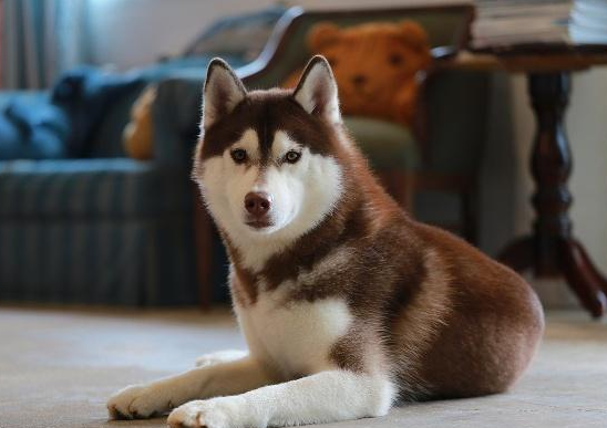 自从养了哈士奇之后，家里就发生了这五个变化，我开始有点后怕了