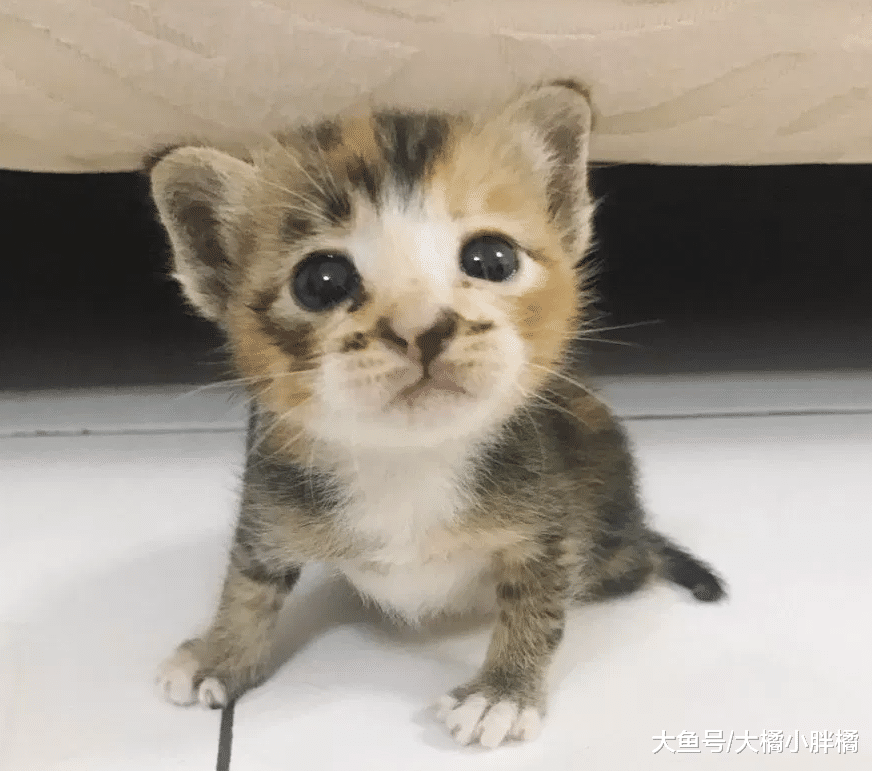 3只流浪狗围堵流浪猫，把小猫甩在一边，小猫被救后却爱上了喝茶