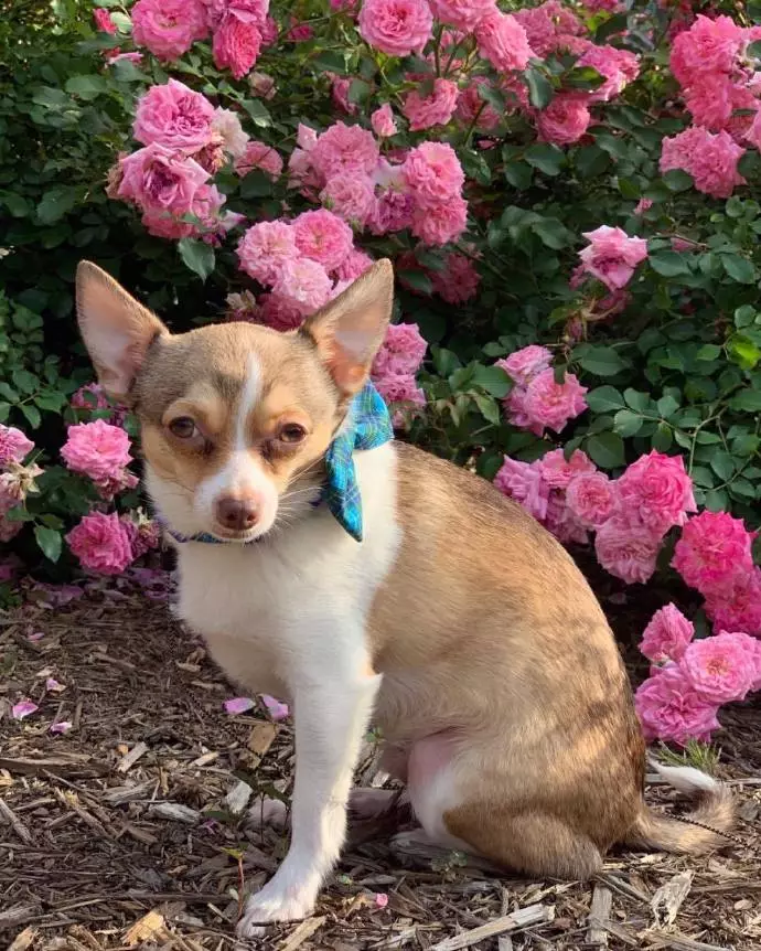 吉娃娃一言不合就开撕，不管多大的狗，吉娃娃从来都没怂过