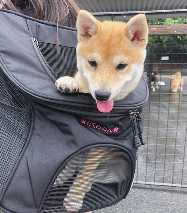 女孩从小背着狗狗出门，长到40斤后依然坚持，直到狗狗离世才放下