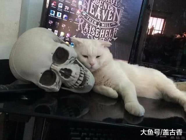 网友网上买骷髅头当挂件，猫咪抢来当枕头睡觉，画面逗笑铲屎官！