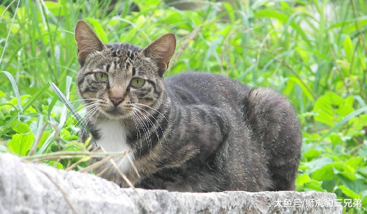 野猫成了澳洲的“百兽之王”？疯狂捕杀动物，令当地人谈猫色变