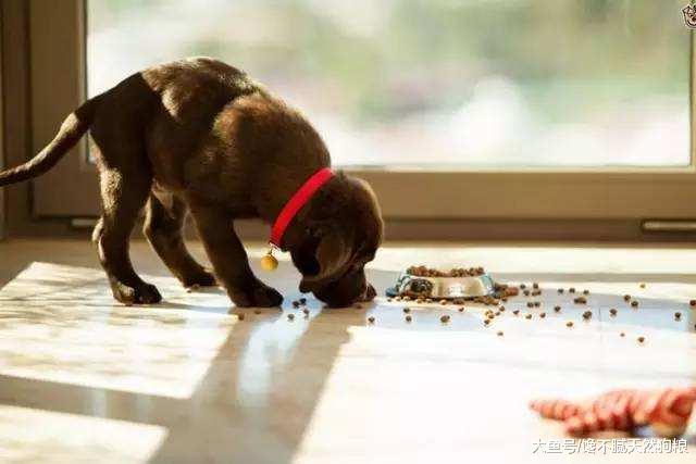 为什么农村的狗喂剩饭剩菜就可以，而城市的狗却要喂狗粮呢？