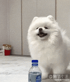 史上最可爱踢瓶盖挑战选手出现了