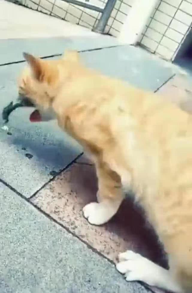 主人带着猫咪出门散步，猫咪忽然呕吐，铲屎官开始慌了