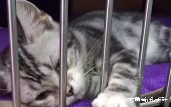 小奶猫抱紧手指求带走，主人囊中羞涩放开手，结果下一秒揪心了…