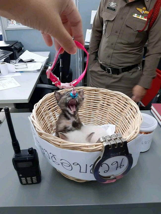 萌化了！警察局又添2只小猫咪，督察叔叔决定亲自带领