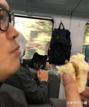 在车上吃肉包，隔壁柴犬疯狂卖笑勾引，吃完后狗狗笑容一秒不见