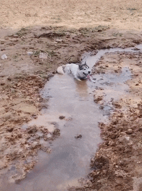 二哈跟主人澆地，躺地上不讓水流動，狗：在哪跌倒，就在哪洗澡…