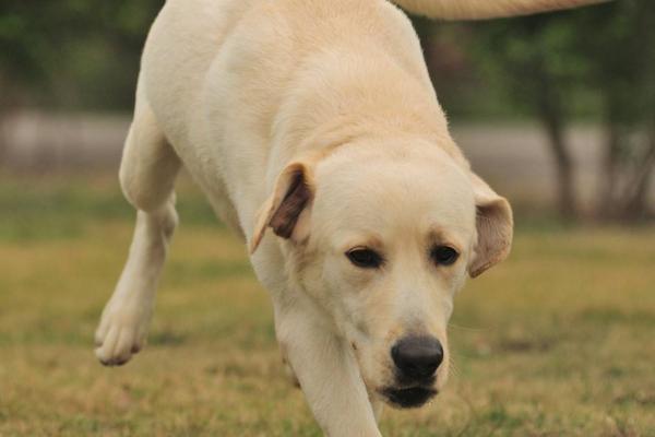 在农村遇到这几个类型的狗狗，最好不要轻易去接近它，小心被咬了