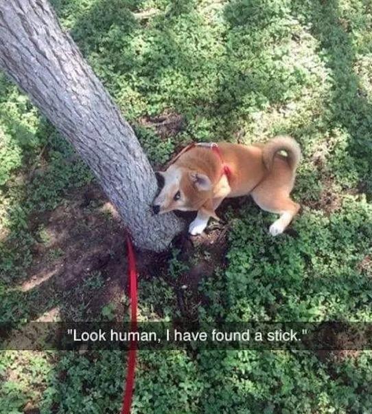 柴犬居然是基因最接近狼的狗…這貨的狼性是被狗吃了嘛？！