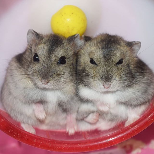 仓鼠并非完全呆萌可爱，在领地与异性面前，鼠鼠也有自私的一面