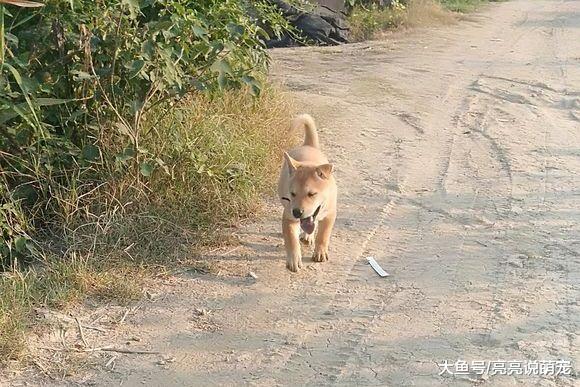 土狗睡醒发现家里没人，它偷偷跑到玉米去玩，发现主人也在