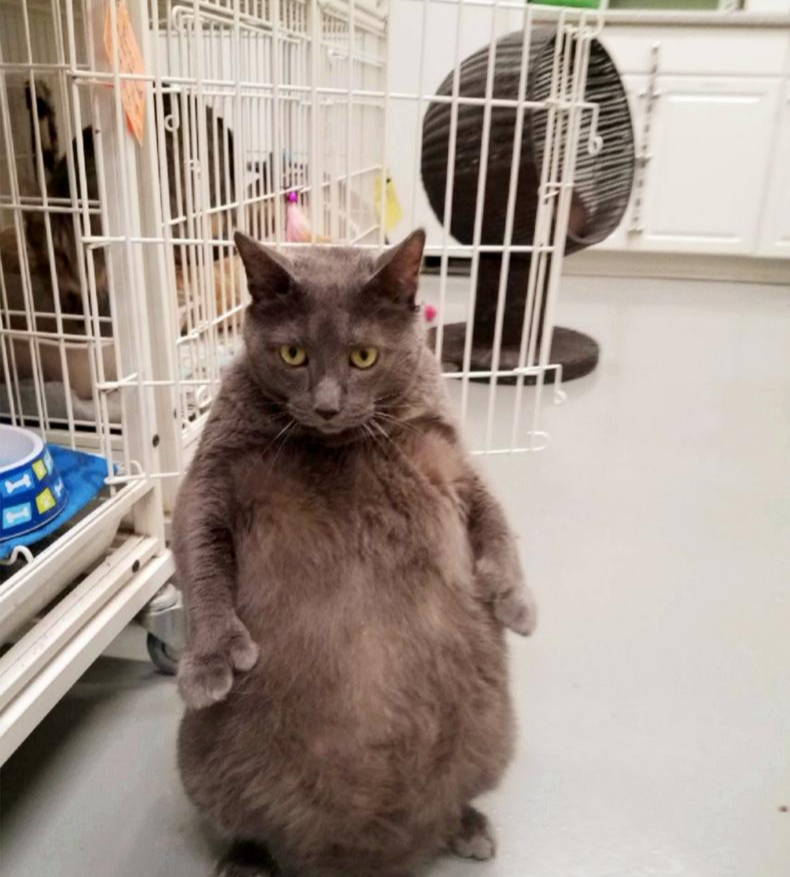 肥貓討吃的萌樣令人難以拒絕，卻因跟小主人合不來，遭到主人遺棄