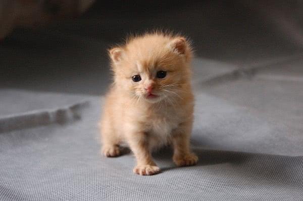 提防猫抓病! 茶农爷爷因为没及时处理伤口, 导致住院治疗!