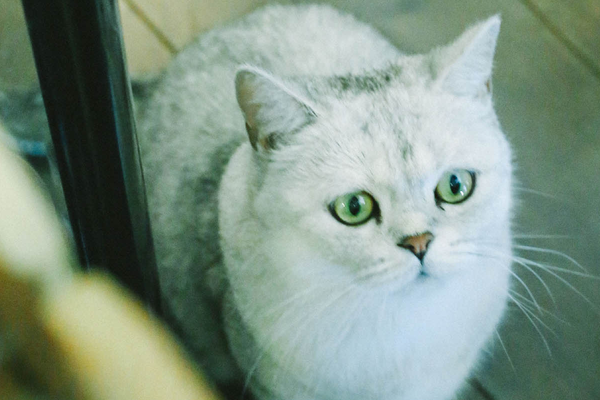 家里如果有孩子，该不该养猫？别让爱好误了终身